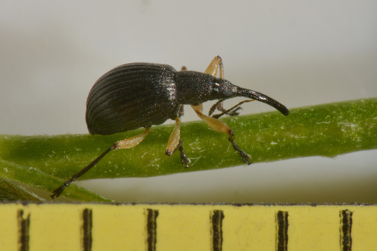 Apionidae: Protapion apricans?  Sì !